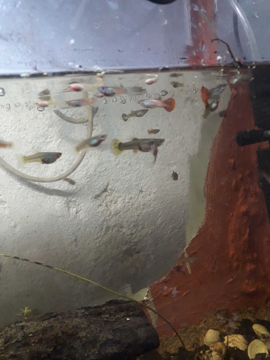 Comunidade  só Guppys   total de mais 50 animais