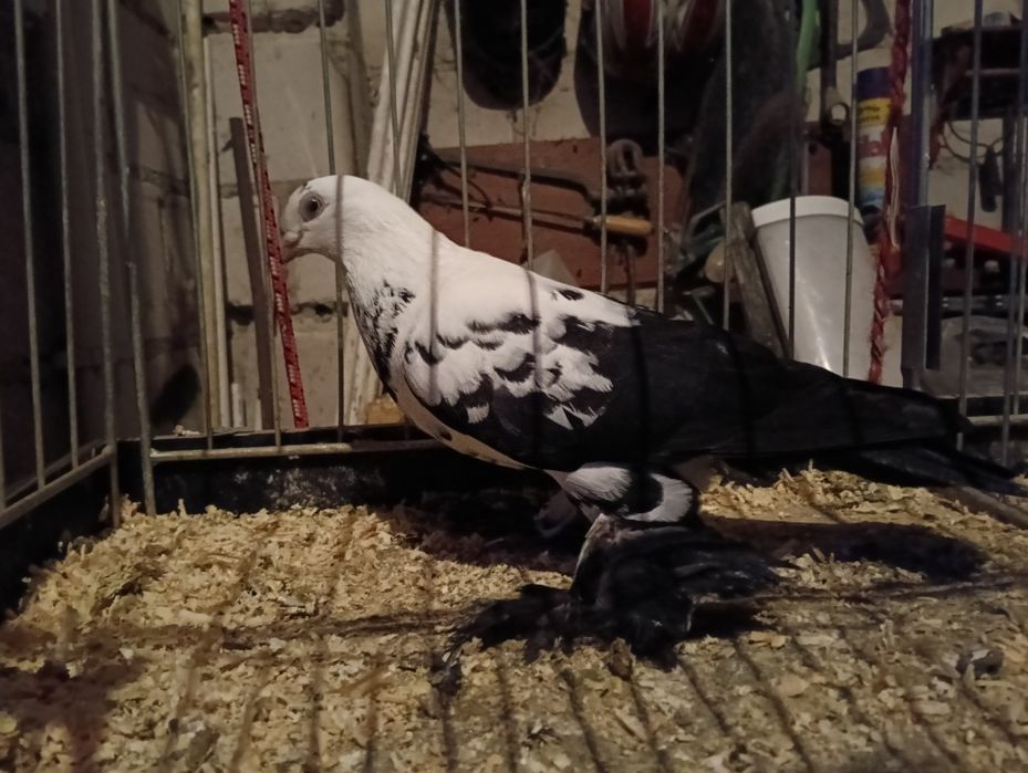 Gołębie widyny czarny i żółta