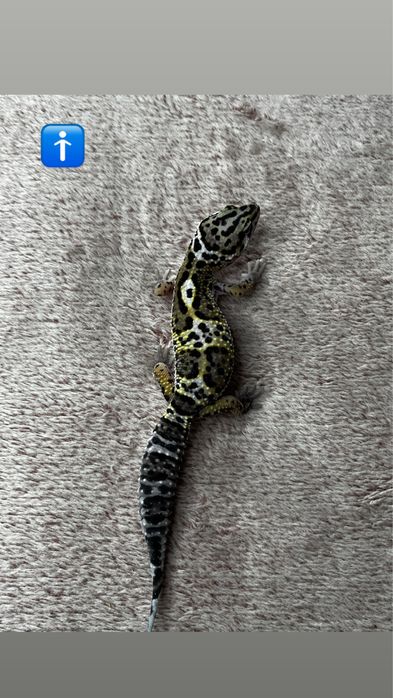Gekony lamparcie samiec/ samica