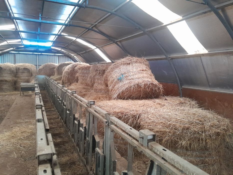 Feno de aveia azevem e erva natural