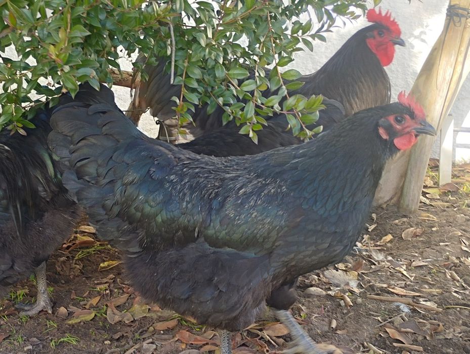 Ovos para incubação