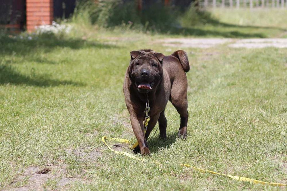 shar-pei suczka szuka domu