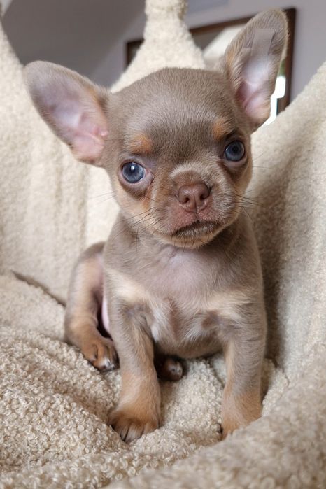 ** Teo ** liliowy chłopiec Chihuahua