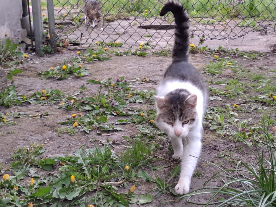 Fajny przyjazny błąka się j błąka