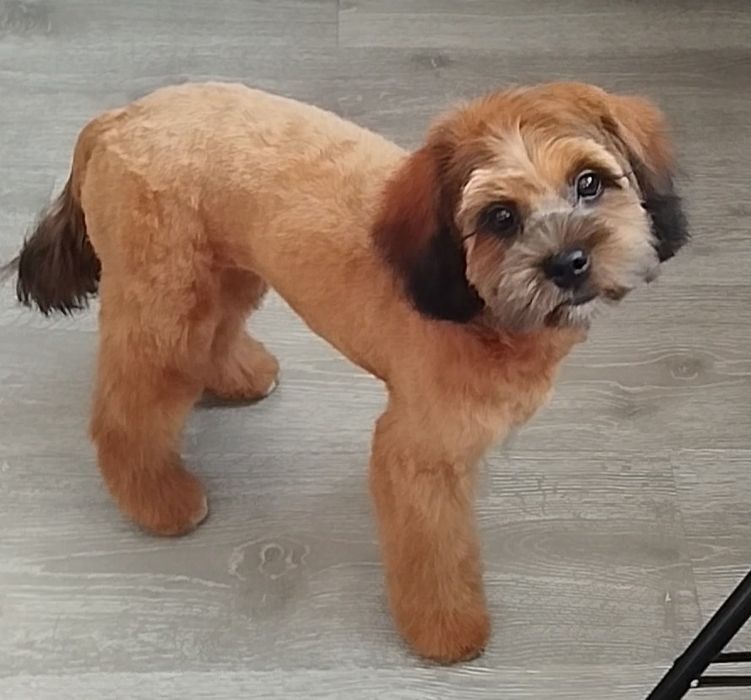 Грумінг собак та котів