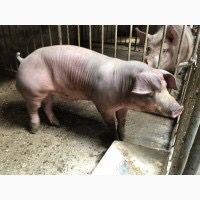 Спермопродукція, штучне осіменіння свиней