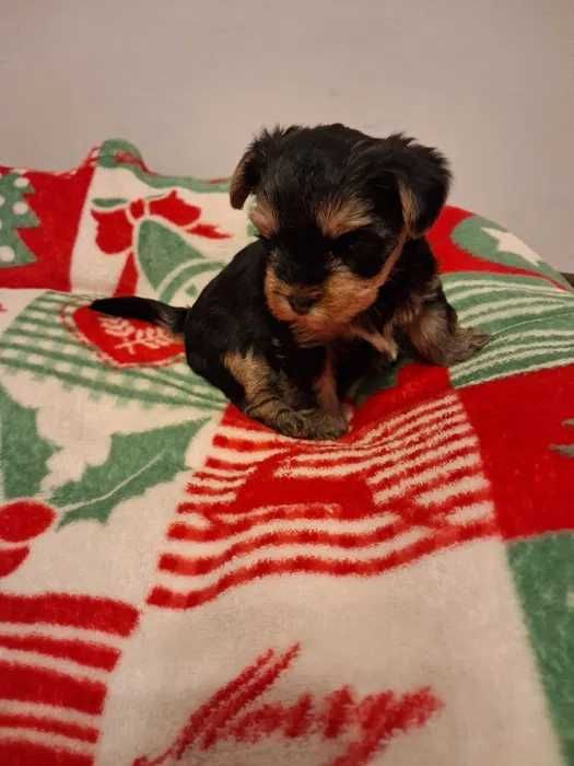 York Yorkshire Terrier szczenięta