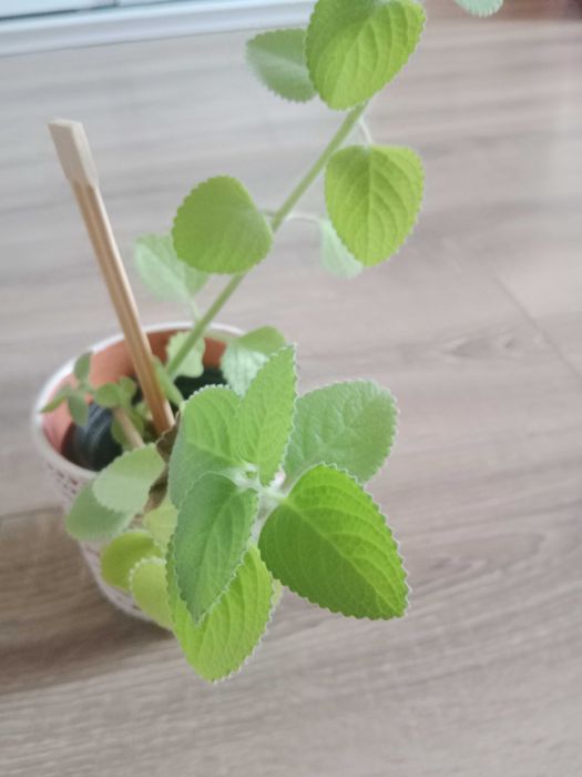 Mięta grubolistna kwiatek sadzonka 1szt