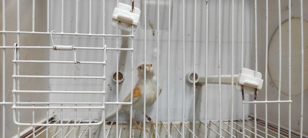 Cedo fêmeas de canário  de 2025