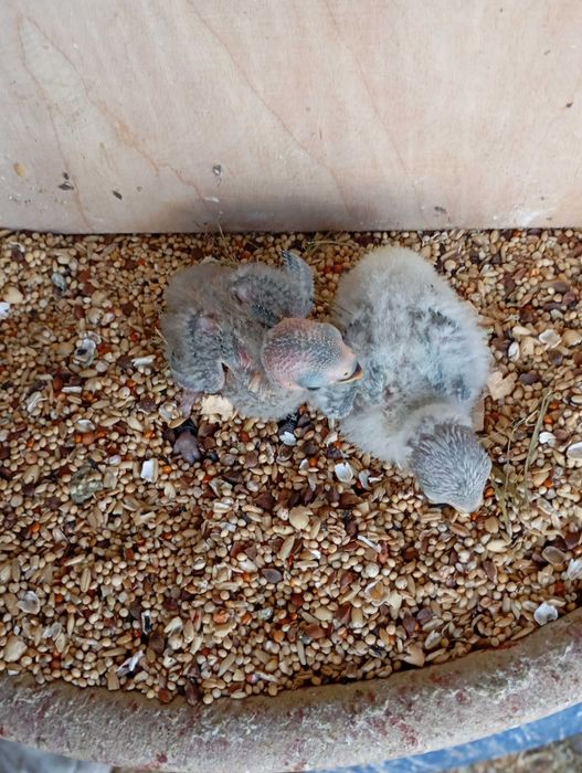 Vendo agapórnis bebé para cria a mão