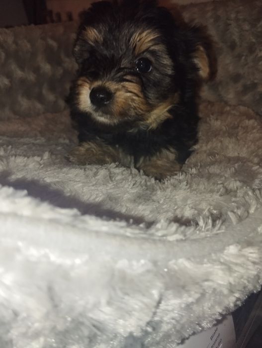Piesek Yorkshire terrier