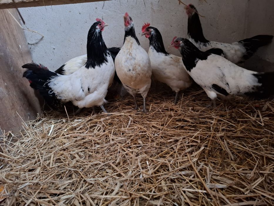 Jaja lęgowe Lakenfelder plus 7 ras