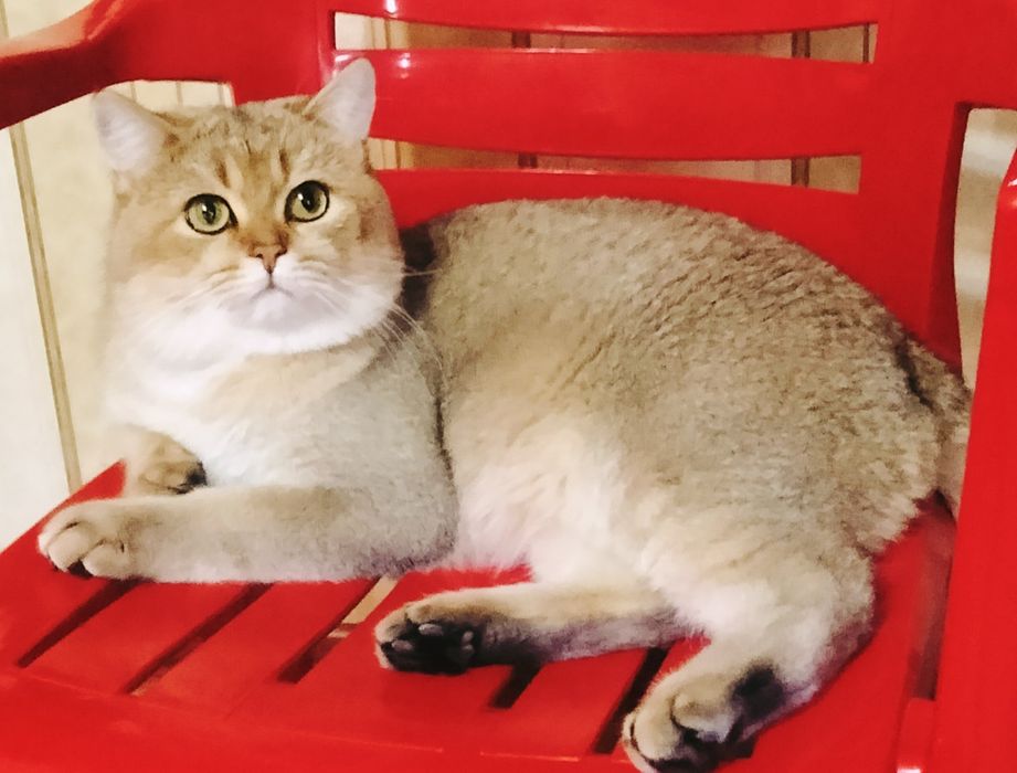 Золотой кот приглашает на вязку!