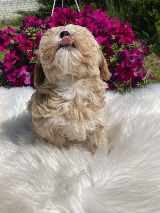 Мальтипу ф1 цуценятка міні