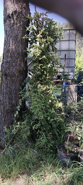 Lilia wodna, Świdośliwa lamarcka, Wiciokrzew  zaostrzony E34
