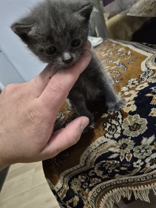Віддам котиків в добрі руки!