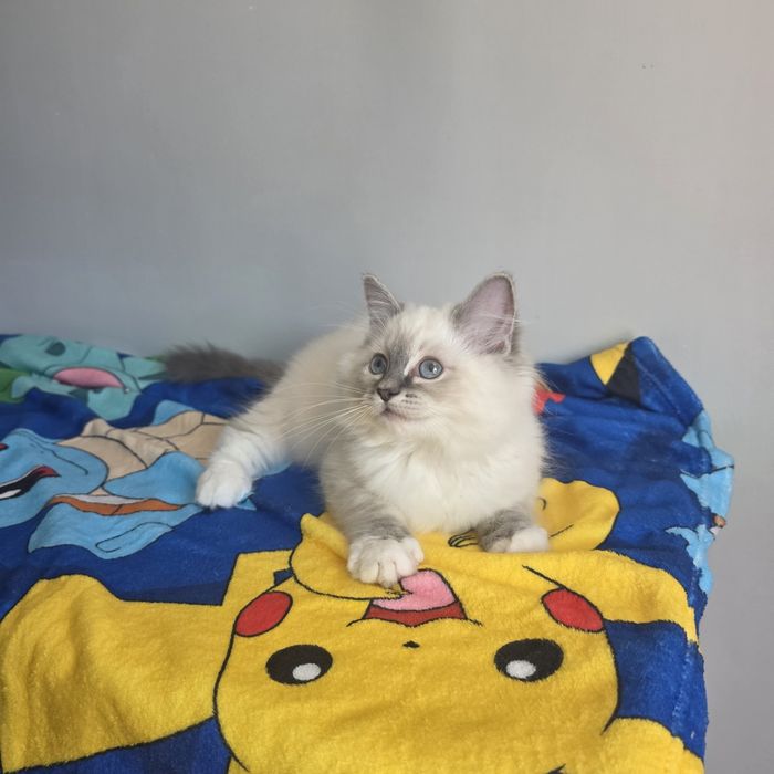 Śliczny kocurek Ragdoll