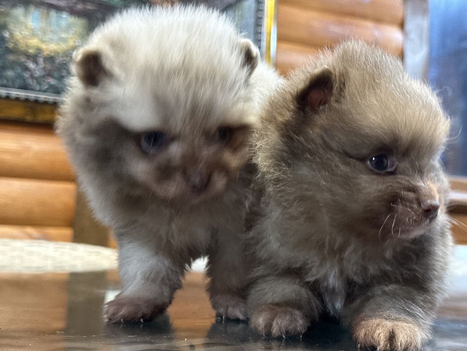 Редкий окрас мерле померанский шпиц