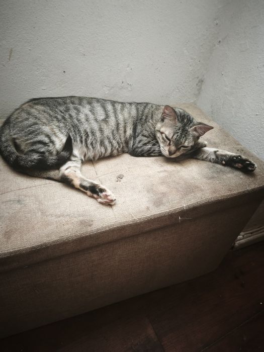 Gatos para adoção
