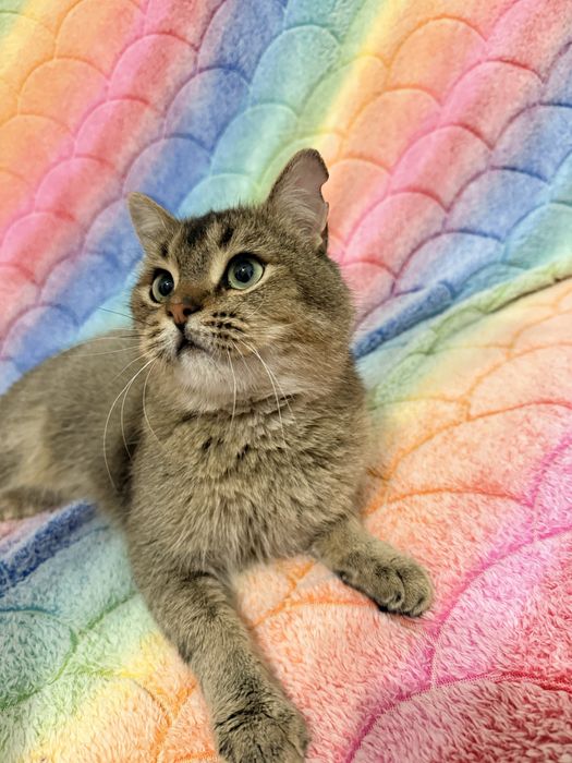 Котик Яша, метис скоттіш-страйт, шукає родину- кастрований