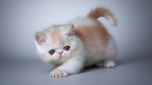 Экзотический короткошерстный