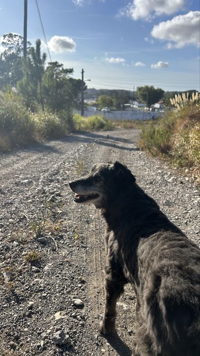 Petsitting e Passeio de cães