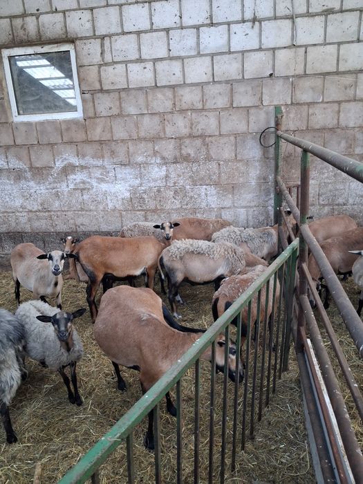 Owce kamerunskie i mix dorper