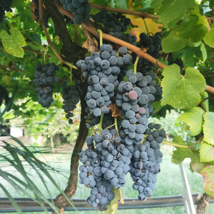 Vendo uvas maduro tintas