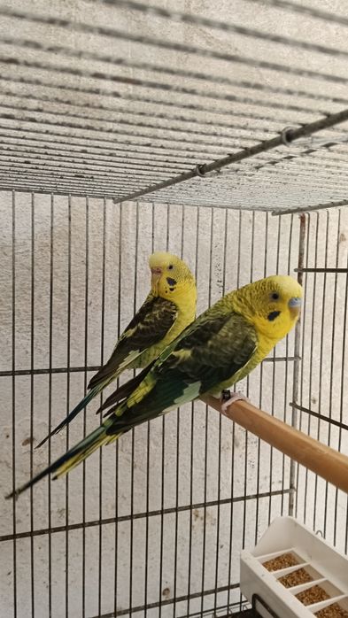 Asas negras verdes e azuis