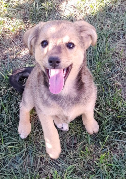 Цуценята шукають дім.