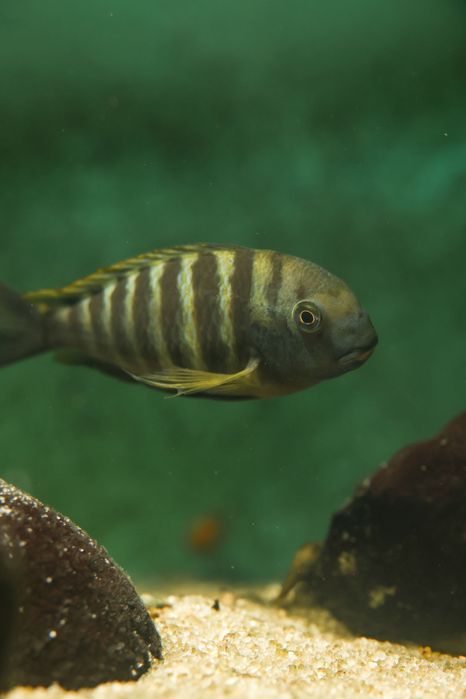 Tropheus Kalemie f1, ciclideos africanos, lago tanganyika