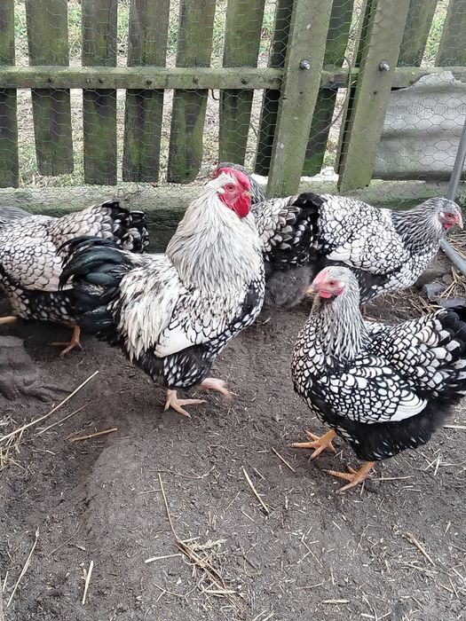 Jaja lęgowe kur Wyandotte Srebrnołuskie