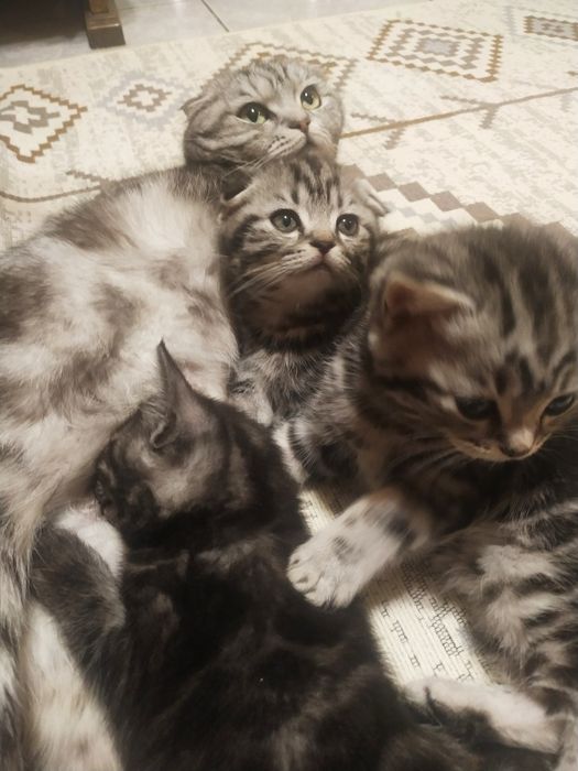 Шотландская девочка