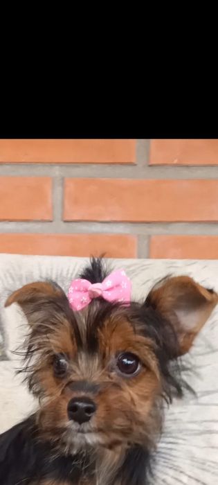 Дівчинка йоркширського тер'єра