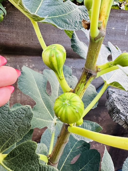 Árvores frutos tropicais raros enxertados- Portes grátis