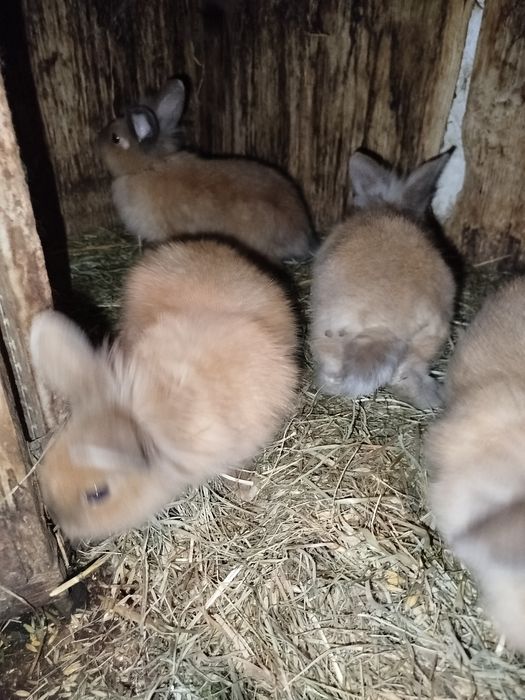 Króliki miniaturki
