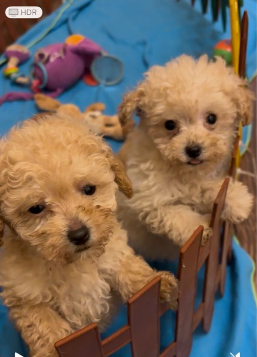 Хлопчик і дівчинка той пуделя