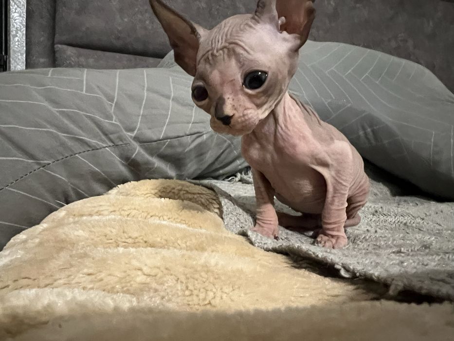 Кошенята донського сфінкса