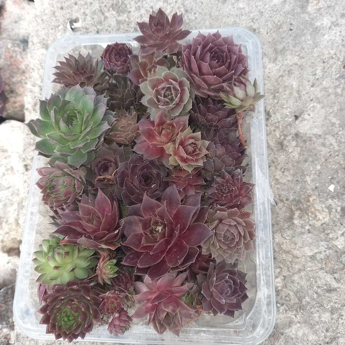 Набір молодил, кам'яні троянди,  30+шт, 20+ різних сортів