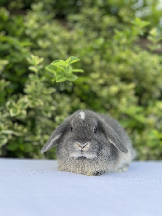 NHD.кролики карликові.декоративні
