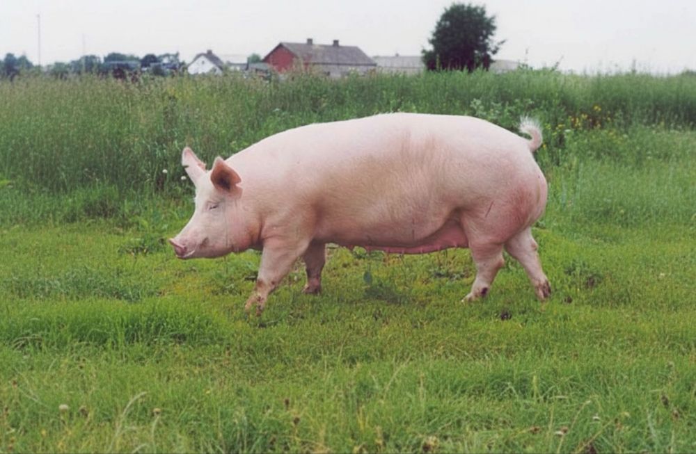 Свині, 95 грн/кг, мясного направлення, живою вагою