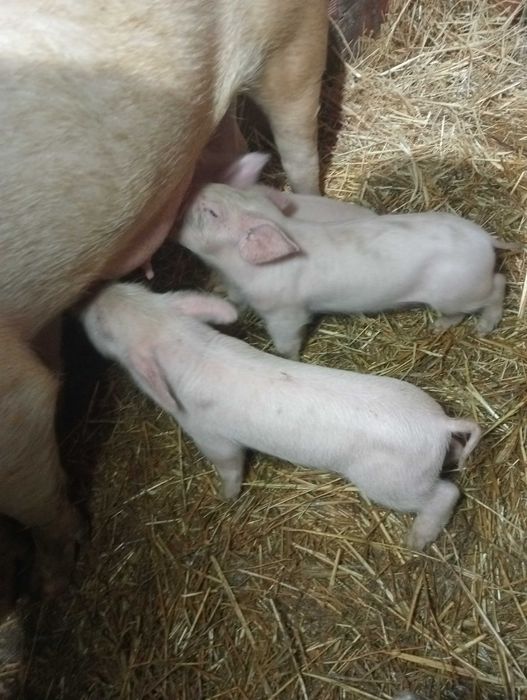 Leitões  Pietran com duroc e tenho também brancos