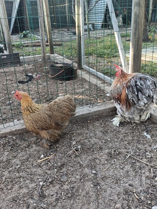 Casal de Pekin Adulto