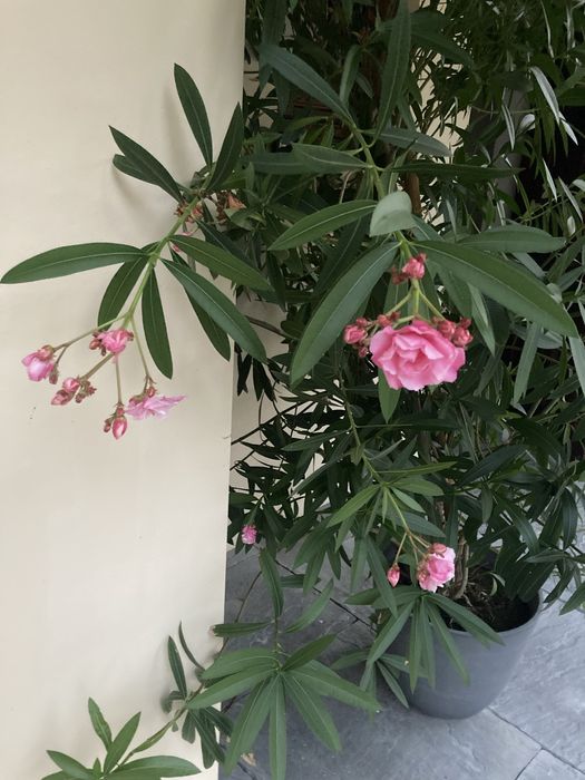 Kwiat oleander pelny pachnacy