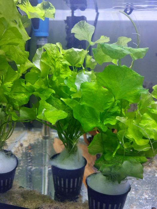 (Novas Plantas) Plantas para Aquário