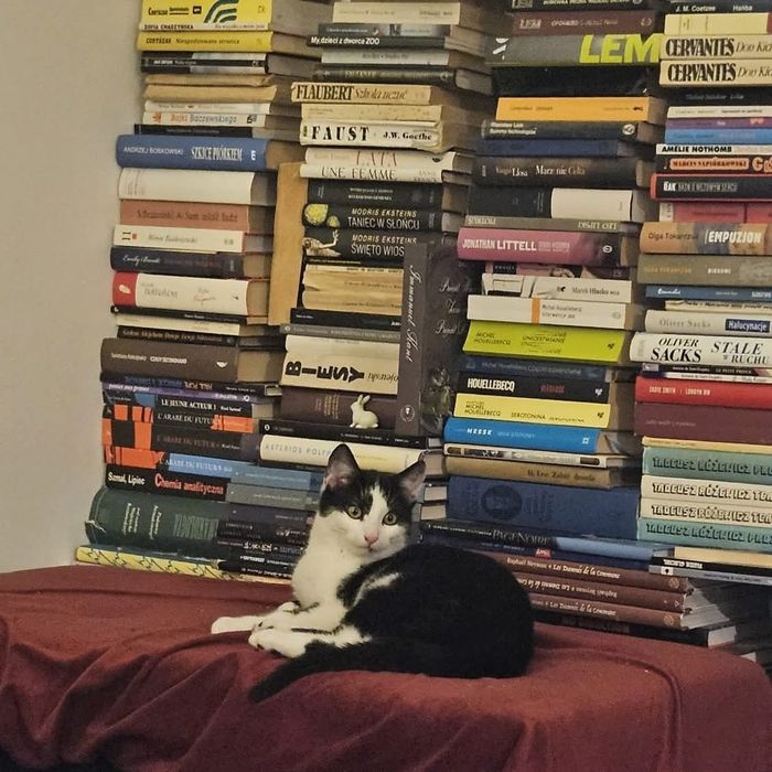 Uroczy Zabawek czeka na dom