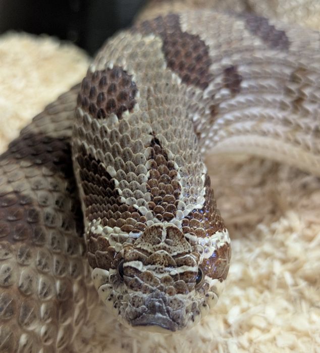Heterodon zachodni conda het albino