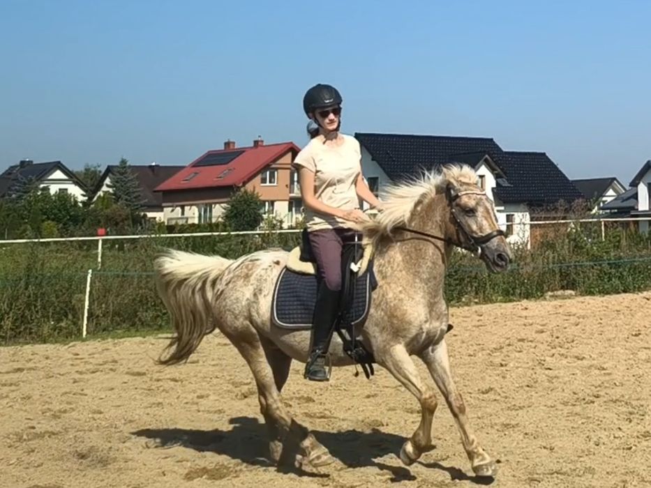 Irlandzki kucyk sportowy