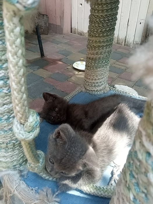 Котинятко,  дівчинка
