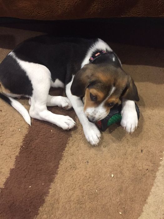 Щенки бигль девочка и мальчики